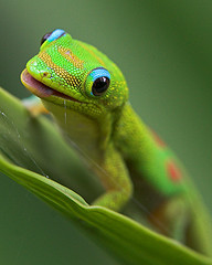 Lizard - Flickr by Konaboy