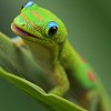 Why The Lizard Wouldn’t Eat Lizard - Flickr by Konaboy