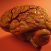 The Year of the Brain: 10 Things I learned and Why You Should Too Brain (microsoft)