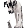 TINY is the new BIG– when it comes to goals. little dog and big dog