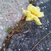 7 Questions to Spring You Forward Flower springs hope