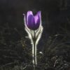 A “Spring” Take on Resilience pasqueflower-1585303__480